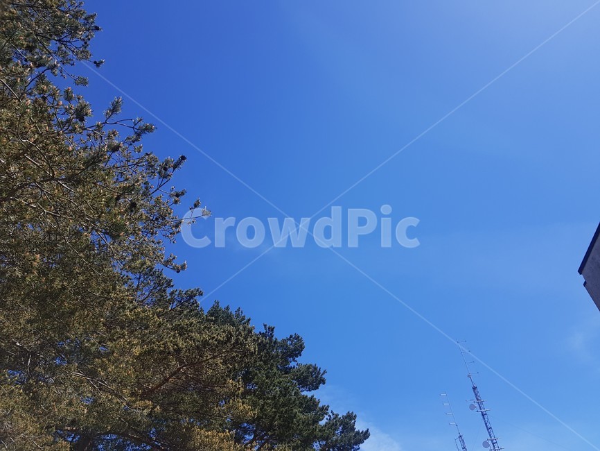 하늘,sky,파란하늘,맑음,bluesky,자연,풍경,nature,landscape,tree,나무,plant,식물