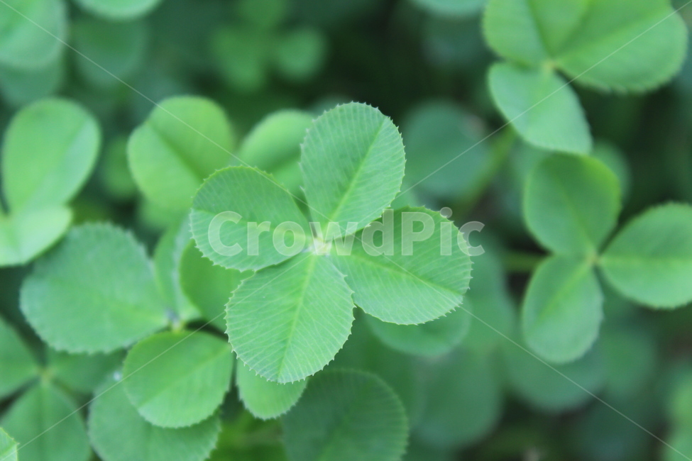 leaf,잎,클로버,4잎,green,초록,식물,자연,plants,nature
