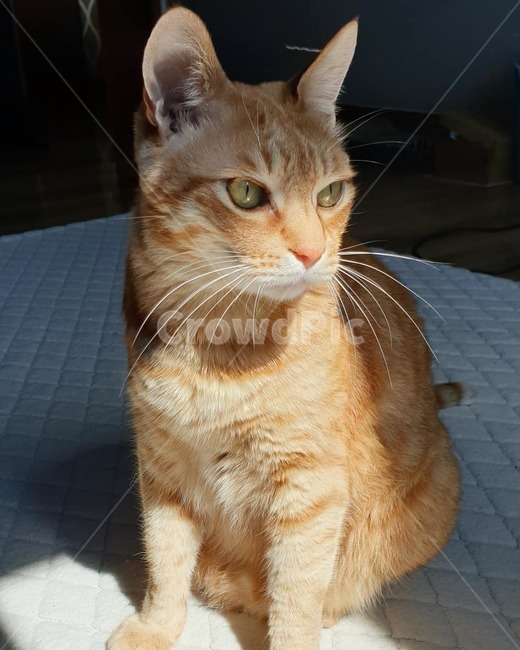 고양이,귀여움,사랑,동물,고양이과,수염,고양이눈,고양이코,고양이입,고양이귀,고양이손