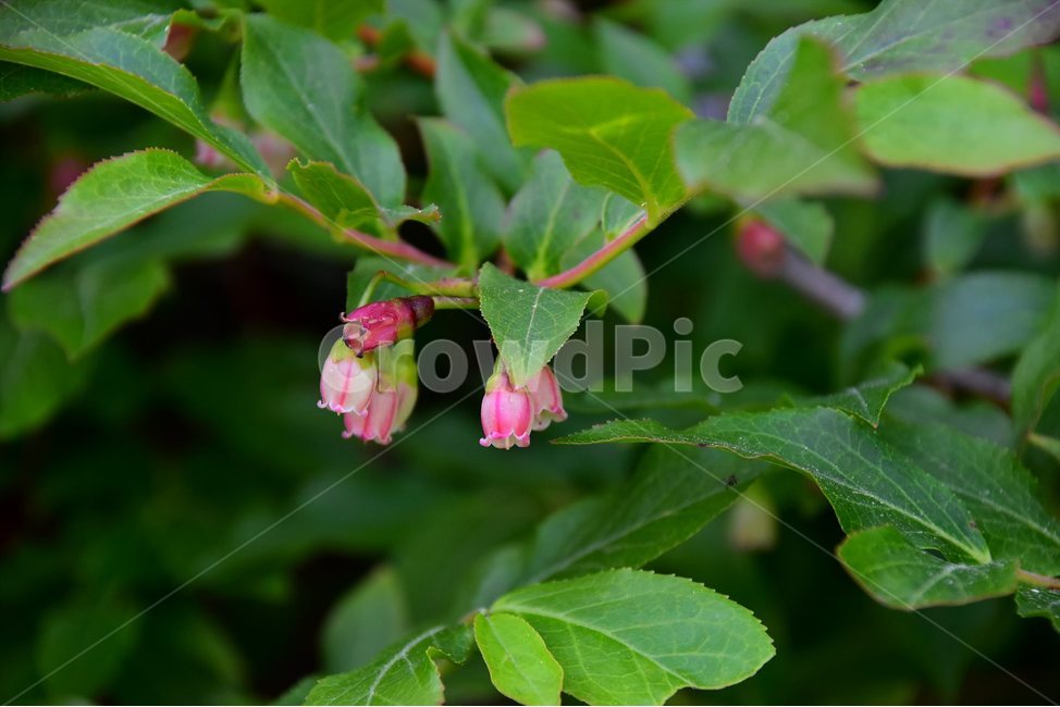 산앵도나무,야생화,꽃,식물,자연,생태,플라워,flower,plants,nature,식물,자연,plants,nature,꽃,flower