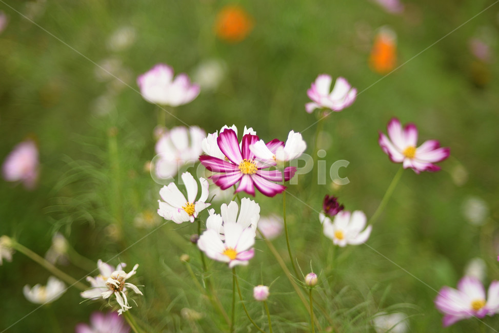 코스모스,꽃,플라워,식물,flower,가을,계절,fall,autumn,season,식물,자연,plants,nature,꽃,flower,plant