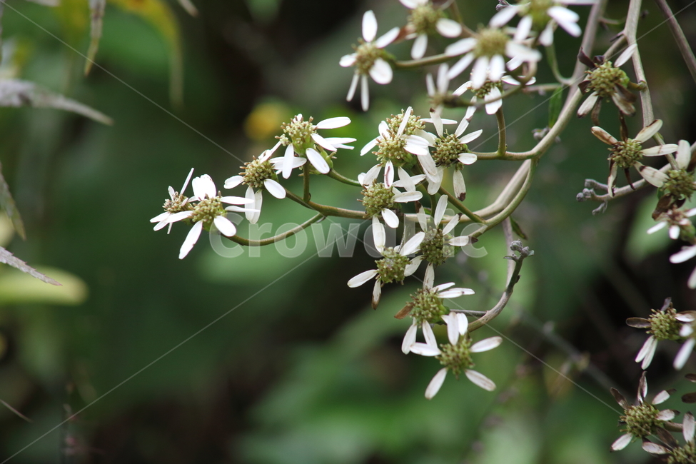 섬쑥부쟁이,식물,야생화,ulleungdoaster,plant,식물,자연,plants,nature
