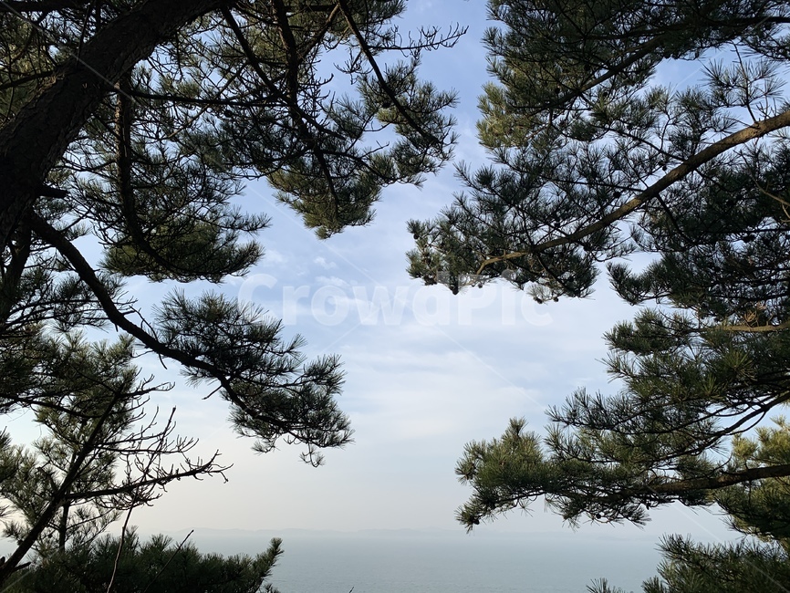 나무,하늘,바다,풍경,구름,겨울,계절,소나무,자연,자연물,wood,sea,sky,blue,green,자연,풍경,nature,landscape,tree,plant,식물,fir,전나무