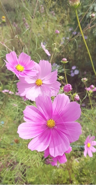꽃,코스모스,분홍색,가을,따스함,가을,계절,fall,autumn,season,식물,자연,plants,nature,꽃,flower,plant,geranium,제라늄,blossom,petal,꽃잎,anemone,아네모네