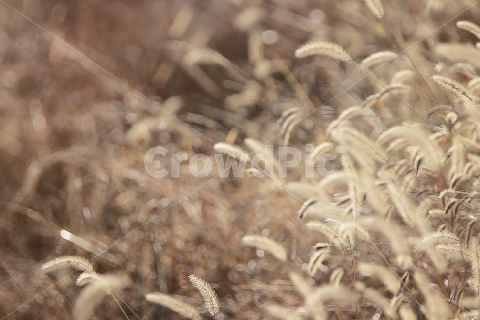 갈대,버들,가을,바람,감성,가을,계절,fall,autumn,season,grass,잔디,plant,식물