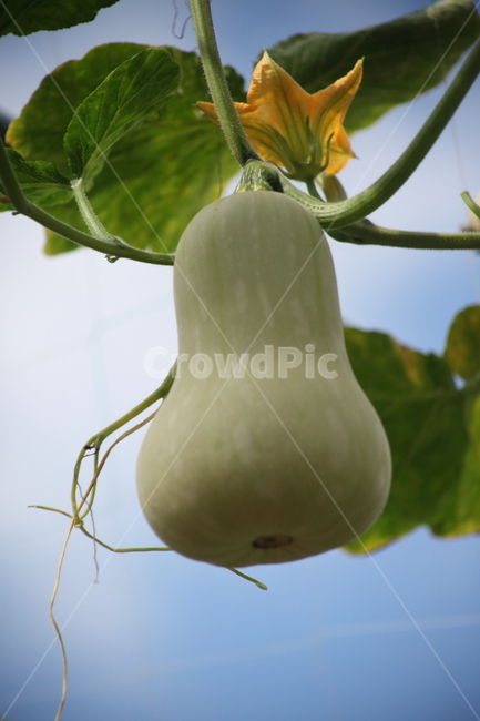 호박,농작물,호박꽃,덩굴식물,pumpkin