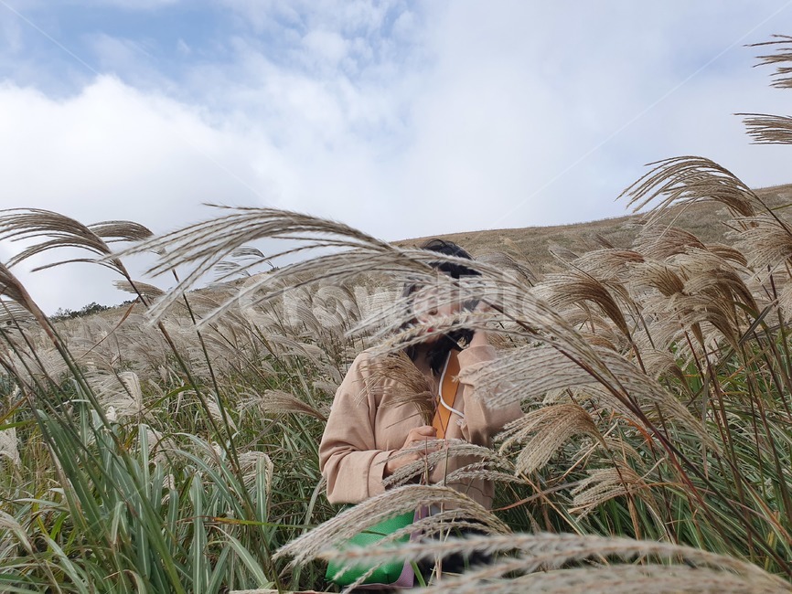 제주,제주도,jeju,가을,억새,새별오름,오름,산