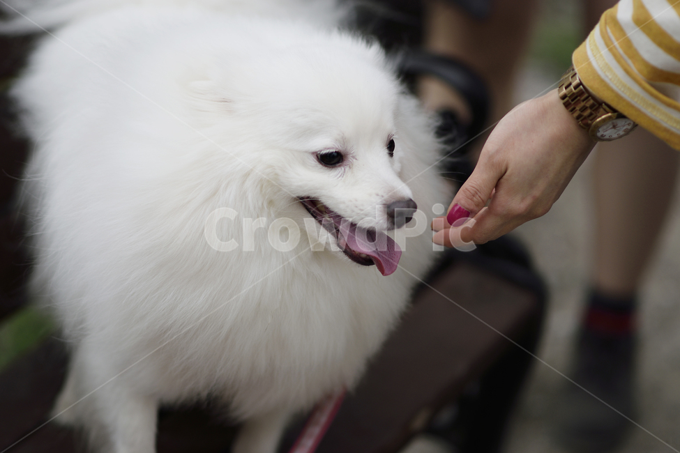 동물,개,반려견,스피츠,손,애완견,animal,dog,spitz,hand,dogandhand,동물,animal,포유류,mammal,개,강아지,dog,doggy