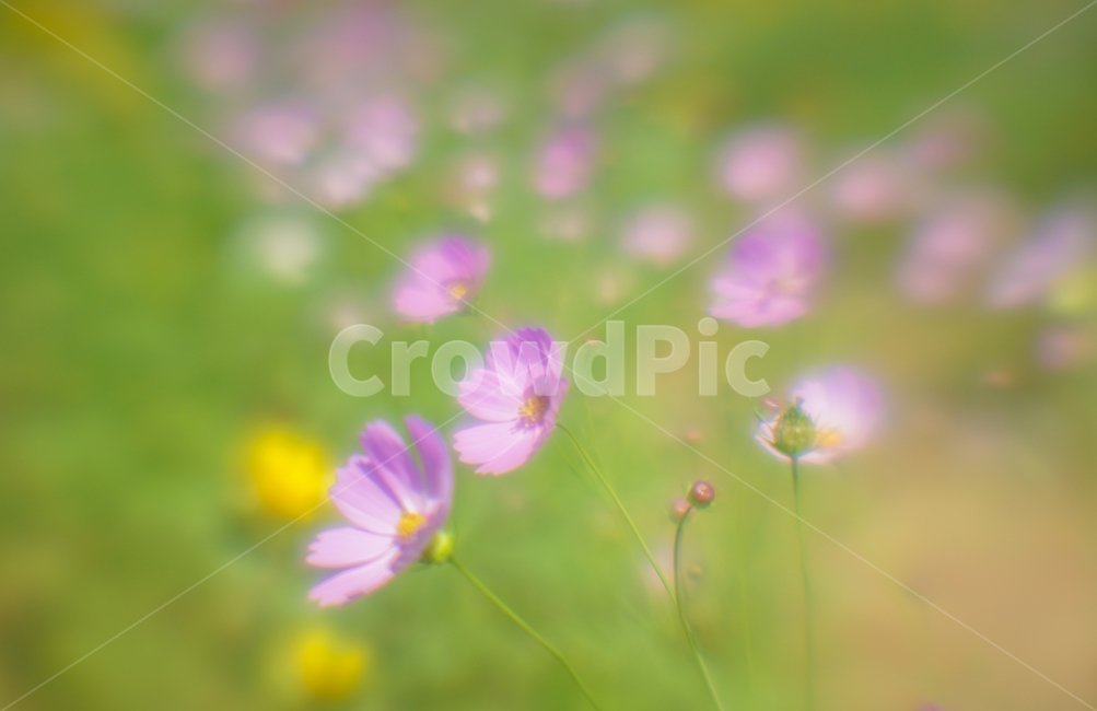 꽃,야생화,코스모스,가을,식물,자연,가을,계절,fall,autumn,season,식물,자연,plants,nature,꽃,flower,plant,blossom,geranium,제라늄