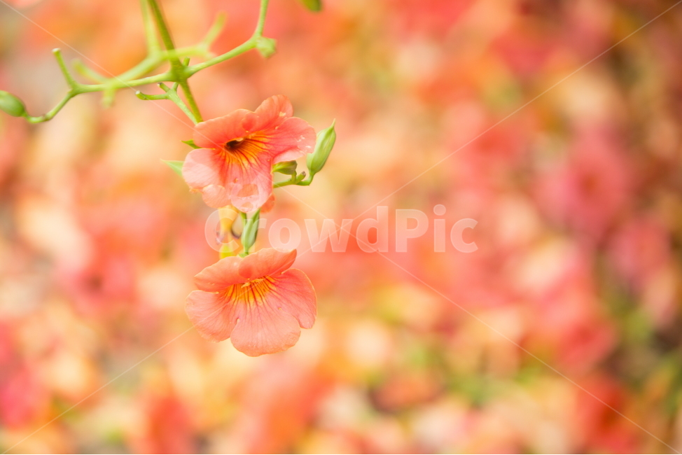 능소화,능소화꽃,꽃,플라워,trumpetcreeper,flower,식물,자연,plants,nature,꽃,flower,감성,sensible,feeling,색깔,색상,색채,색감,color sense,color sensitivity,feeling of color