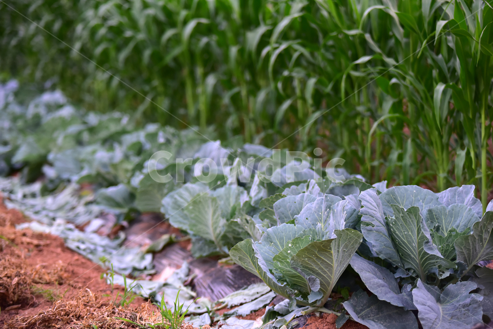 양배추,옥수수,양배추밭,옥수수밭,농사,농촌,밭,밭농사,시골,식물,재배,field,farming,village,cabbage,corn,cornfield,농업,농사,agriculture,farming,farming industry