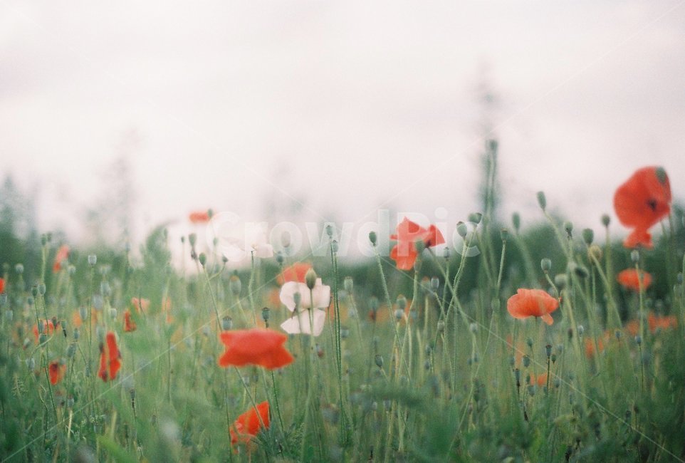 꽃,flowers,양귀비,식물,아름다운,공원,배경,빨강색,예쁜,beautiful,자연,plants,nature,구근식물,양귀비축제,필름,감성,꽃축제,감성사진,계절,힐링,식물,자연,plants,nature,꽃,flower,감성,sensible,feeling
