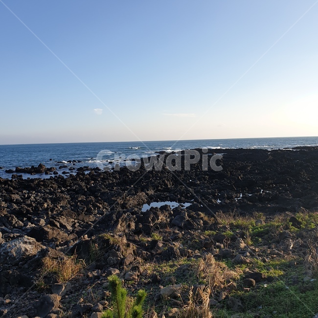 자연,바다,바닷가,현무암,제주풍경,제주바다,돌,자연,풍경,nature,landscape,제주도,jeju,jeju island,land,땅,outdoors,옥외,vegetation,초목,plant,식물