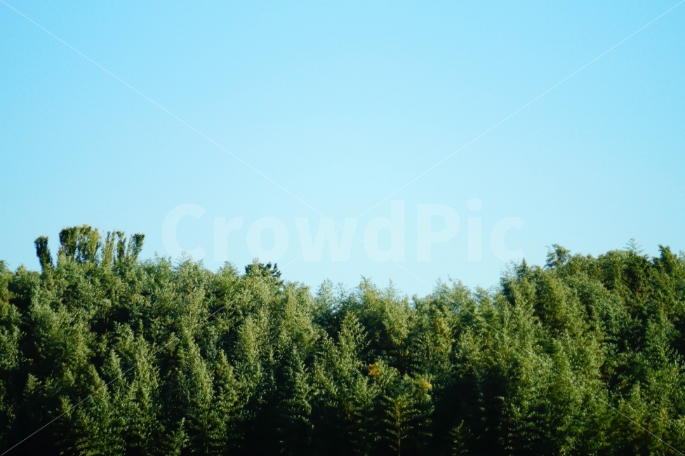 숲,나무,하늘,절반,초록,가을,봄,분위기,감성,자연,풍경,nature,landscape