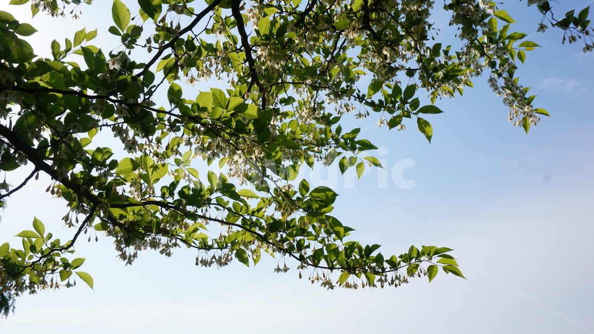 tree,treetrunk,식물,자연환경,공원,산책,나무,trees,wood
