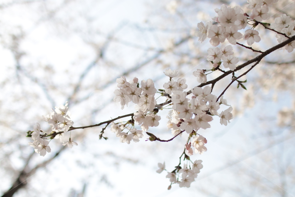 벚꽃,봄꽃,봄날,감성사진,꽃,흰꽃,봄,계절,spring,season,식물,자연,plants,nature,꽃,flower,plant,blossom