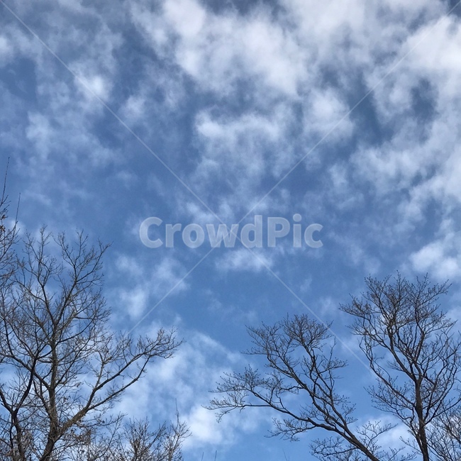 하늘,겨울나무,겨울하늘,구름,파란하늘,풍경,sky