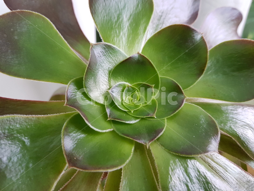 plant,식물,보타닉,green,나뭇잎,식물,자연,plants,nature