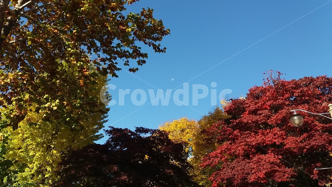 달,moon,나무,알록달록,colorful,빨강,초록,노랑
