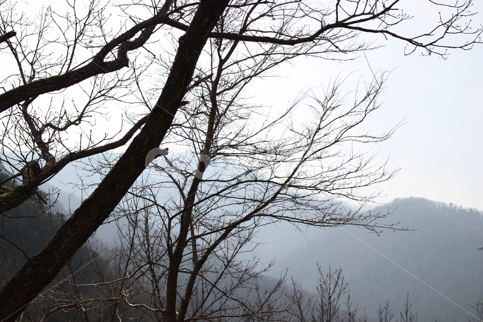 풍경,나무,하늘,산,자연,감성,자연,풍경,nature,landscape,tree,plant,식물