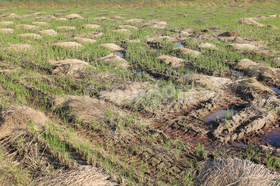 논,자연,nature,볏단,볏짚,ricesheaf,sheafofrice,ricepaddy,ricefield,추수,가을,계절,fall,autumn,season,농업,농사,agriculture,farming,farming industry,ground,바닥