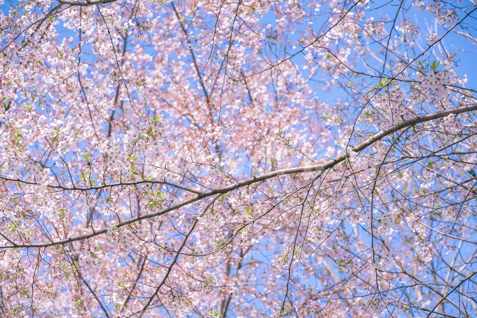 하늘,벚꽃,봄,꽃나무,화창한,봄,계절,spring,season,식물,자연,plants,nature,꽃,flower,plant,blossom,cherry blossom