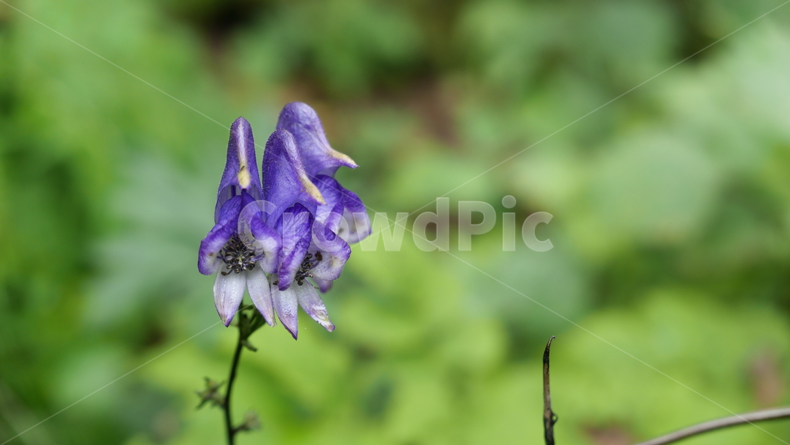 plant,식물,purple,closeup,green