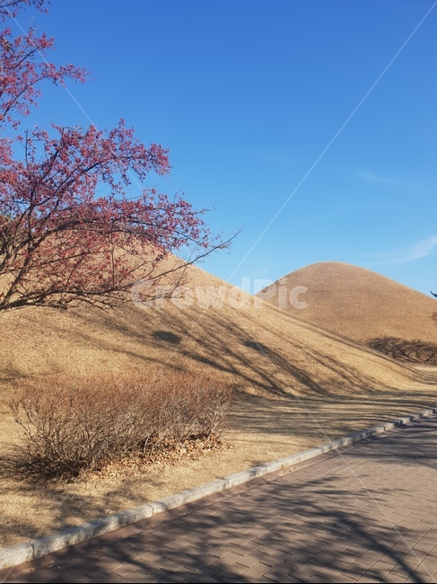경주,대릉원,파란하늘,유적지,왕릉
