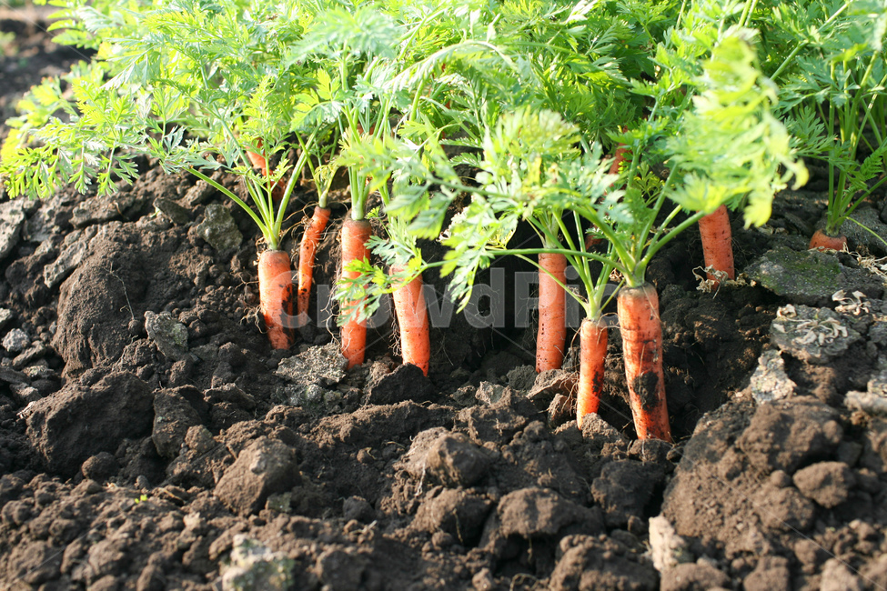 야채,당근,다이어트,건강,유기농,제주,농장,자연,carrot,carrots,food,vegetable,fresh,orange,bunch,organic,healthy,vegetables,green,raw,isolated,root,agriculture,garden,diet,market,vegetarian,leaf,white,harvest,vitamin,ripe,nature,carrotcarrot,farm,closeup,color,colorful,country,diete,cofarmer,farmersmarket,farming,background,health,healthyfoods,healthylife,healthylifestyle,healthylifestylebackground,jejuisland,jejukorea,natural,naturelandscape,nutrition,organicbackground,organicfarm,음식,식재료,요리,food,cook,meal,dishes,food reserves,채소,야채,vegetables,산업,industry,industrial,농업,농사,agriculture,farming,farming industry