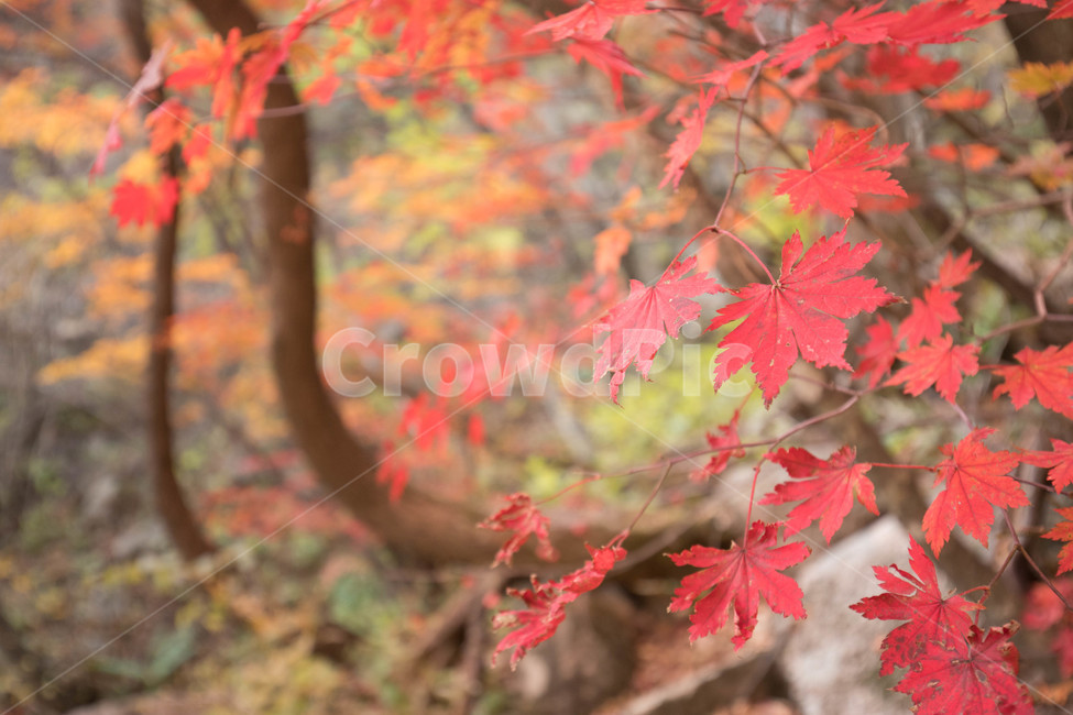 leaf,잎,plant,tree,단풍,maple,나무,가을,계절,fall,autumn,season,나무,trees,wood,식물