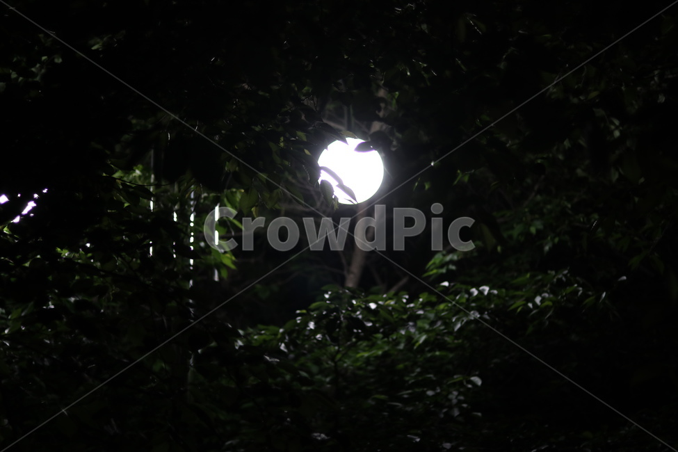 가로등,나무,빛,야경,따스함,야경,밤,풍경,nightscape,night,landscape,식물,자연,plants,nature,outdoors,옥외