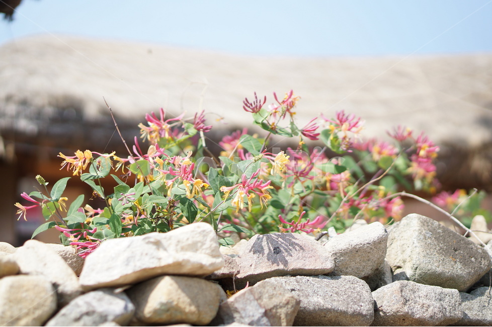 외암리,풍경,5월,맑음,꽃,식물,자연,plants,nature,꽃,flower