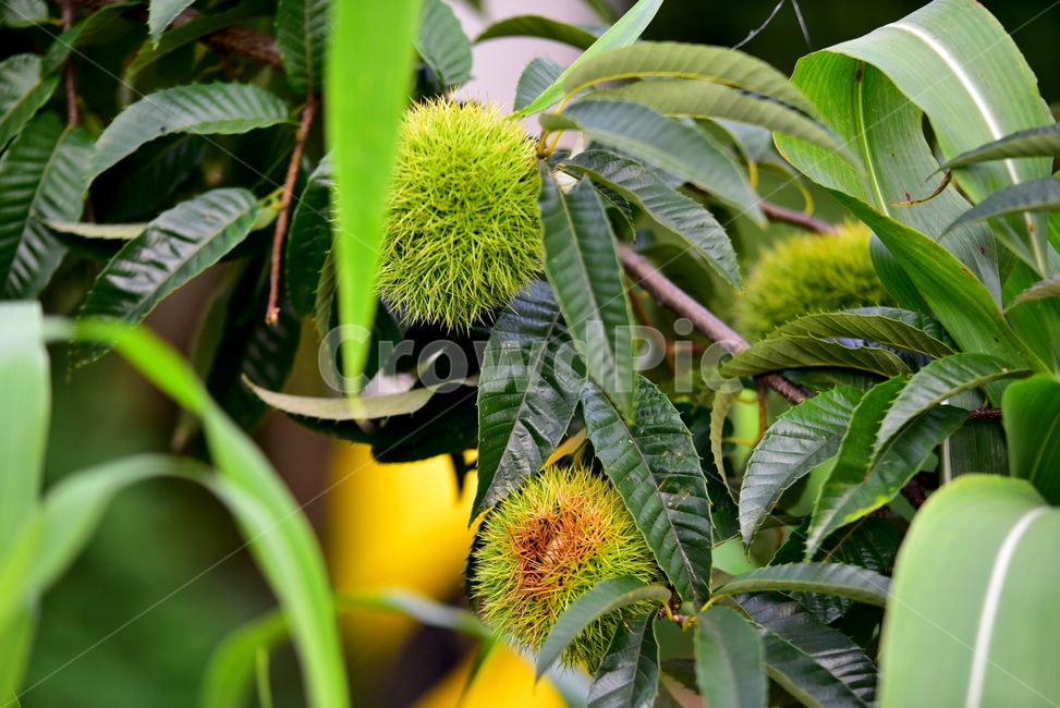 밤송이,가시,밤송이가시,밤나무,밤,밤알,알밤,열매,fruits,chestnut,가을,계절,fall,autumn,season,과일,열매,fruit,plant,식물,leaf,잎
