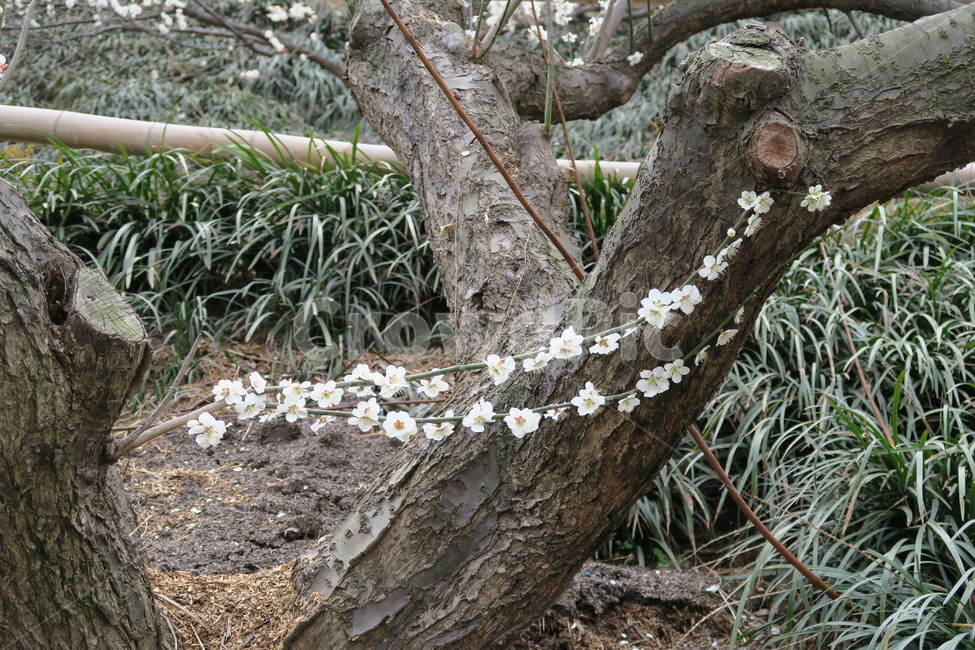 매화,매화축제,봄,꽃,3월,식물,자연,plants,nature,나무,trees,wood