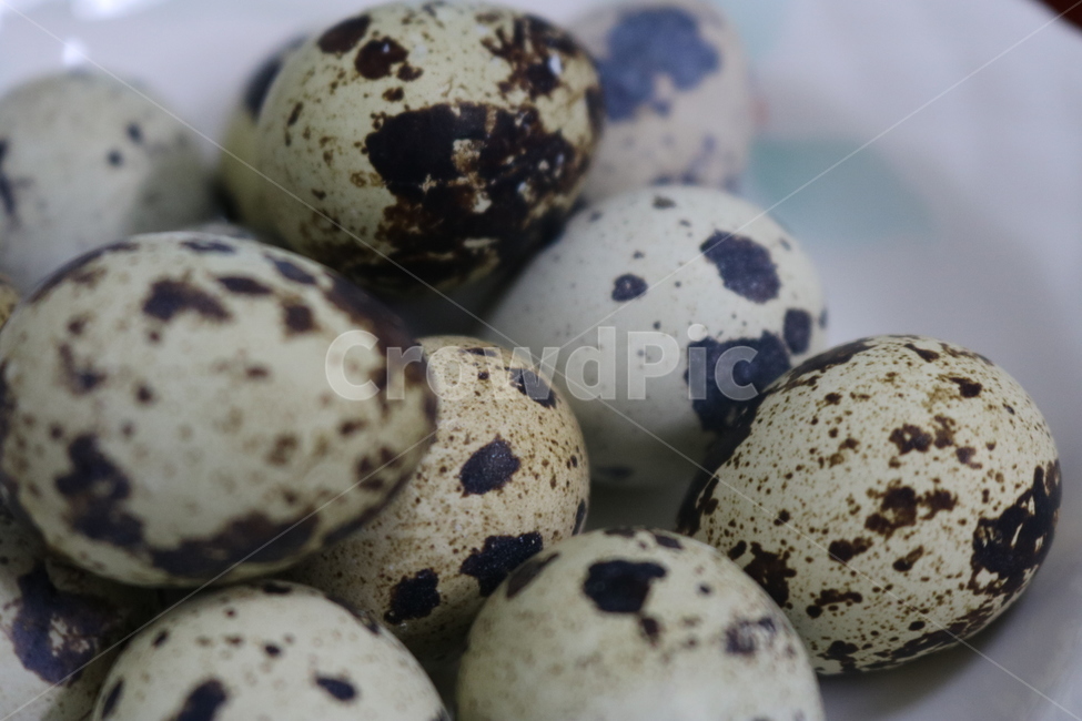 메추리알,알,계란,껍질,egg,food