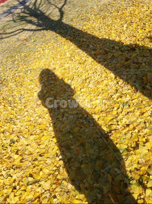 은행잎,가을,바닥,노란,그림자,혼자,가을,계절,fall,autumn,season,식물,자연,plants,nature