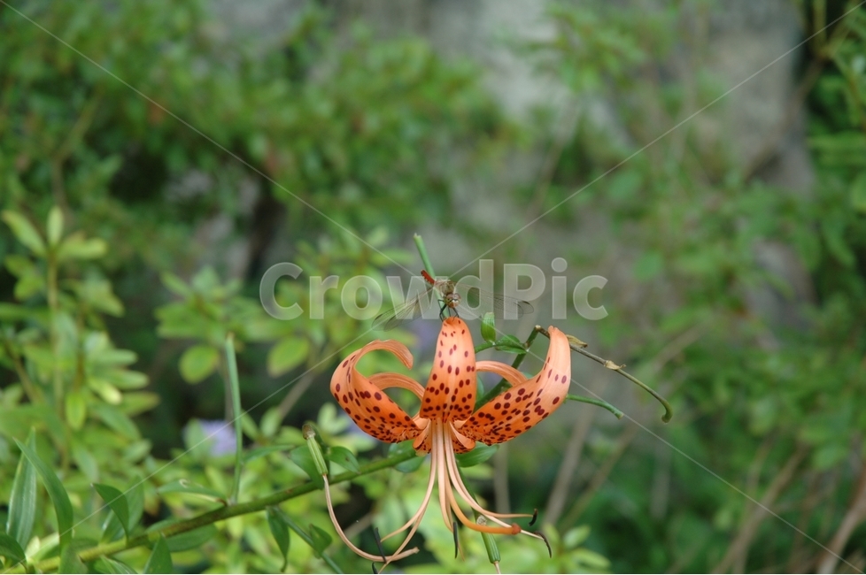 lily flower,red dragonfly,Lily of the valley,lily,liliumtigrinumkergawl,flower