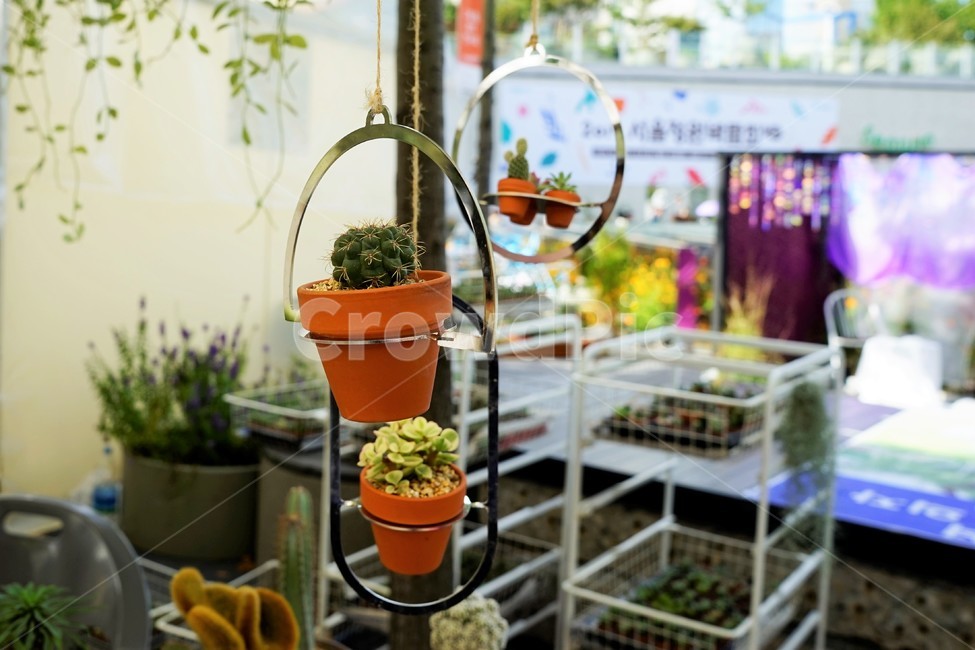 화분,선인장,전시,식물,인테리어,가시,실내용화초,화분,화초,house plant