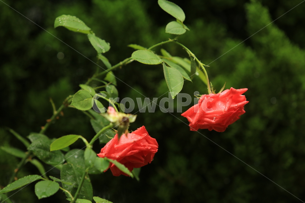 비,소경,풍경,비오는날,비오는소경,rain,식물,자연,plants,nature,꽃,flower