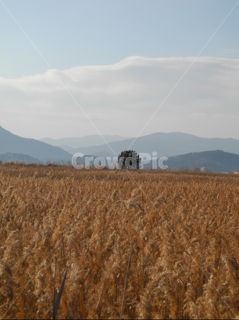 순천만,갈대,자연,풍경,바람