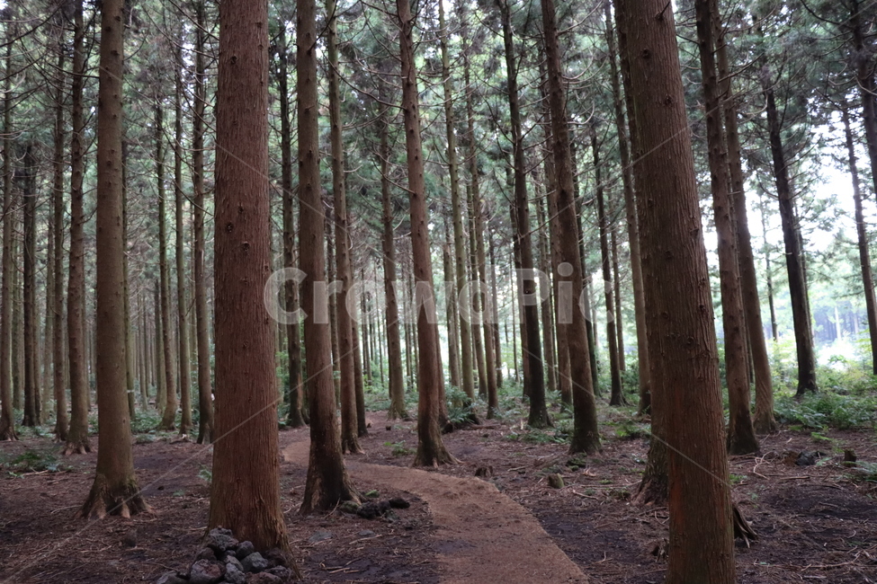 숲,숲길,삼나무,삼나무숲,식물,나무,plant,tree,vegetation,초목,woodland,삼림지,land,땅,nature,자연,자연,풍경,nature,landscape