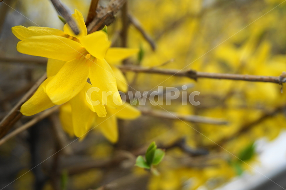 봄,노란색,3월,새순,개나리꽃,개나리,노랑,꽃잎,봄,계절,spring,season,식물,자연,plants,nature,꽃,flower,plant,blossom,daffodil,수선화