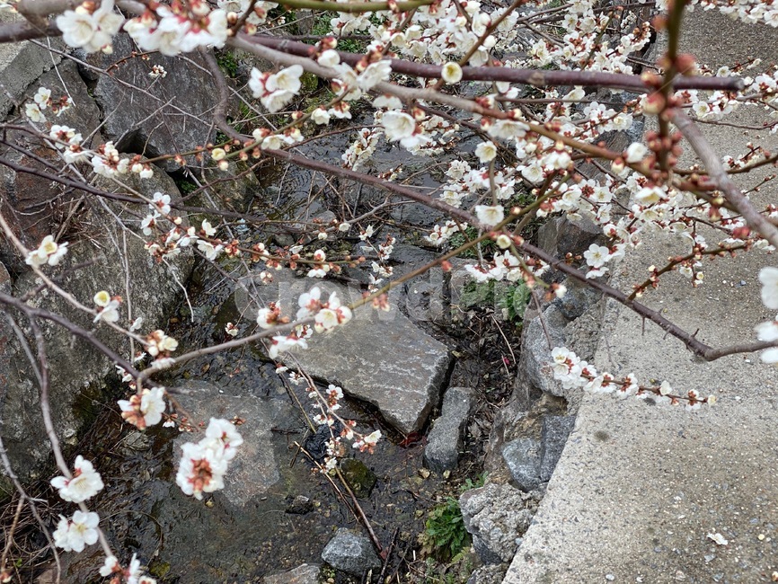구례,시냇가,매화꽃,매화,봄,spring,4월,춘삼월,봄날,blossom,매화나무