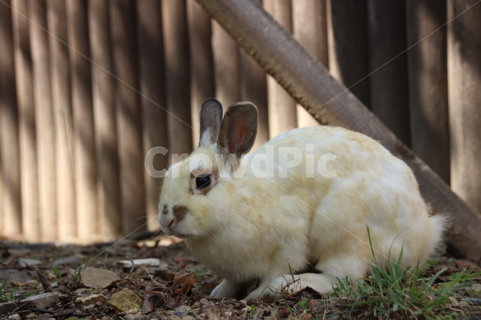 토끼,동물,자연,귀여움,순한,동물,animal,포유류,mammal