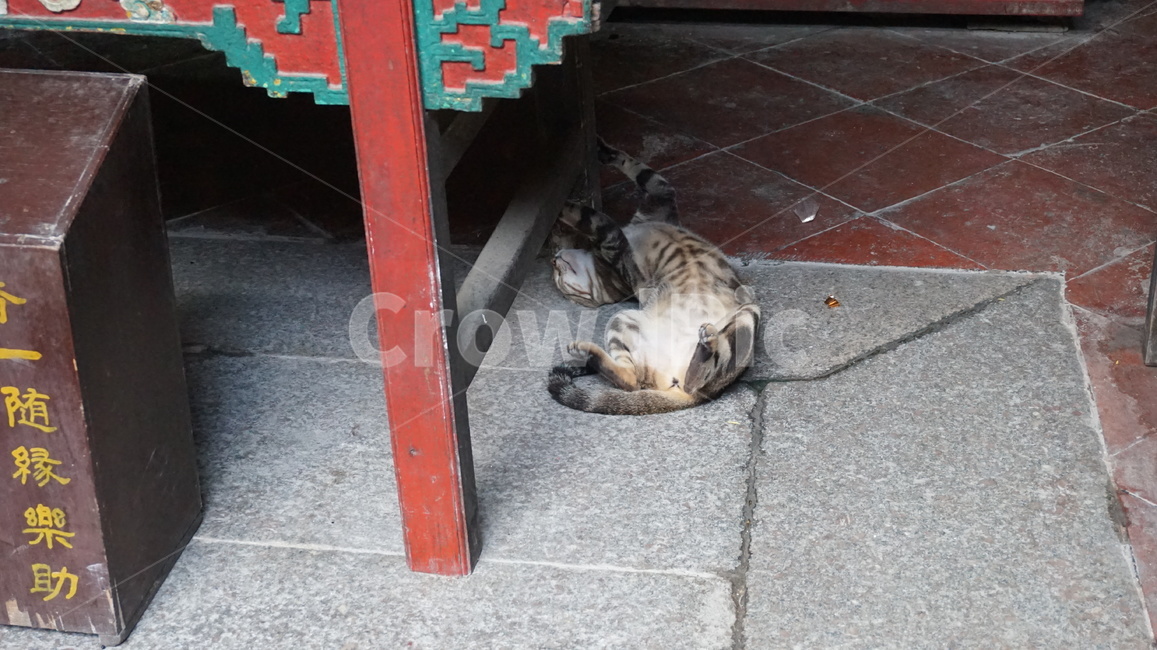 고양이,고양,캣,냥냥,동물,귀여움,동물,animal,포유류,mammal,고양이,cat,kitten,kitty