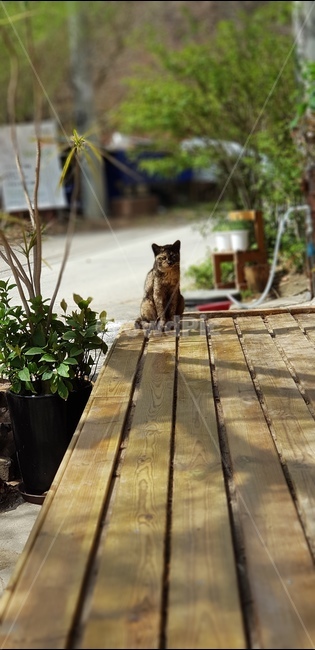 고양이,마루,시골,마당,앉은고양이,앉아있는고양이,동물,animal,포유류,mammal,고양이,cat,kitten,kitty