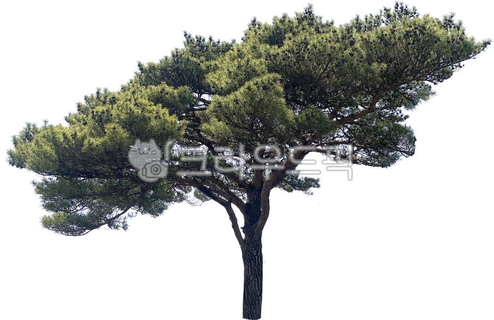 yard,branch,street tree,leaves,separation,wood,tree,png,isolation,streettree,transparent background,background,outside,plant,greenbelt,forest,tree branch,botany,green zone,treestem,Pine tree,twig,park,pinetree,green,nature,transparentbackground,greenness,