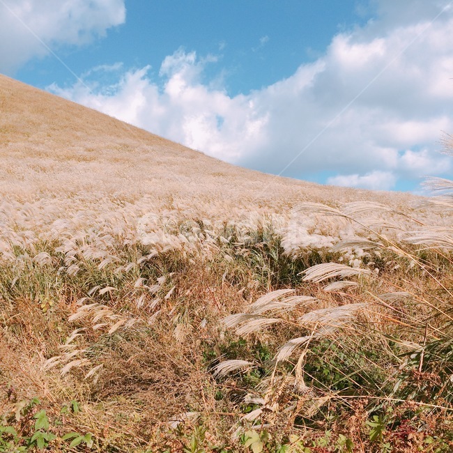 갈대,하늘,구름,자연,오름,sky,cloud,nature,oreum,reed,volcaniccone