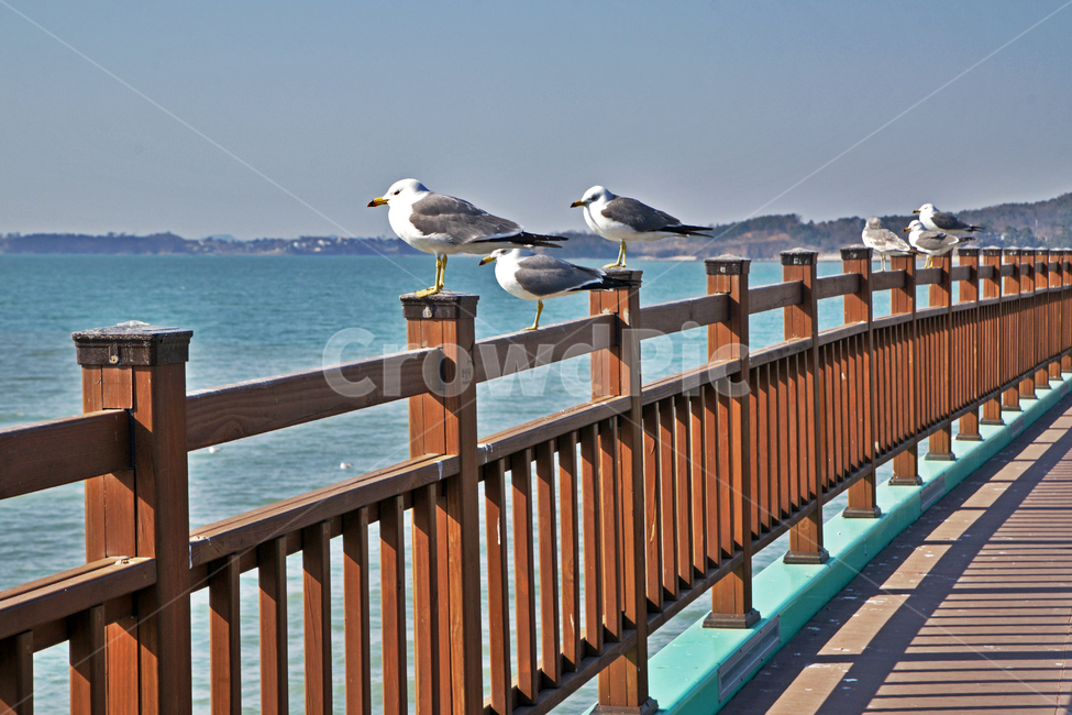 갈매기,새,조류,바다,궁평항,난간,목책,동물,animal,조류,새,birds