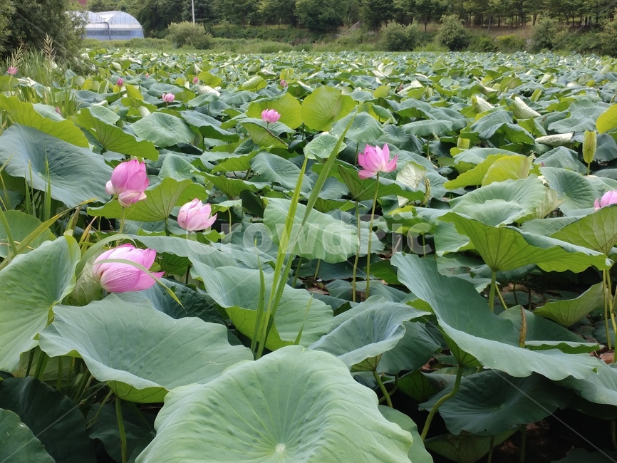 연꽃,수련과,lotus,수련,물풀,수단화